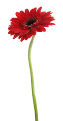 Beautiful red gerbera flower on white background