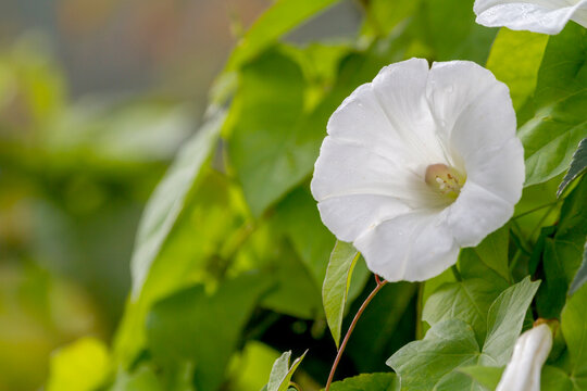 Echte Zaunwinde (Calystegia sepium)