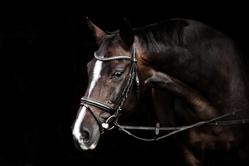 Fototapeta premium Reitpferd mit Zaumzeug