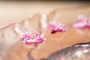 水に浮かぶ梅の花