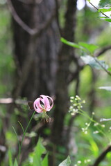 wild flower / korea / 한국 / 들꽃 / 야생화