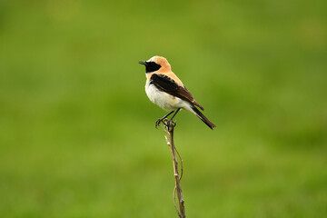 Naklejka premium colalba rubia en el campo en primavera