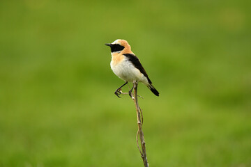 Fototapeta premium colalba rubia en el campo en primavera
