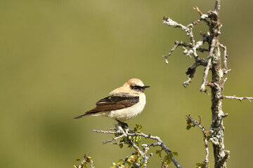 colalba rubia en el campo en primavera