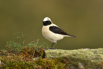 Obraz premium colalba rubia en el campo en primavera