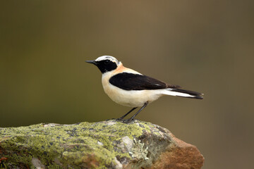colalba rubia en el campo en primavera