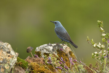 roquero solitario en la monta&ntilde;a en primavera