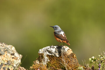 Roquero rojo en la montaña en primavera