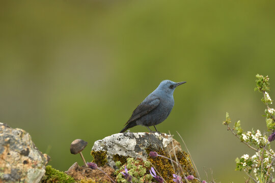 roquero solitario en la monta&ntilde;a en primavera
