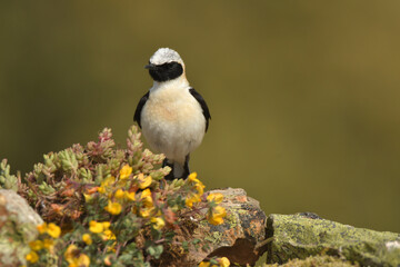 colalba rubia en el campo en primavera