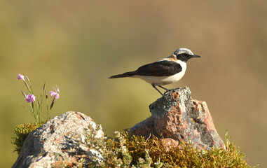 colalba rubia en el campo en primavera