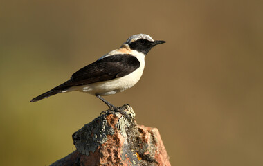 colalba rubia en el campo en primavera
