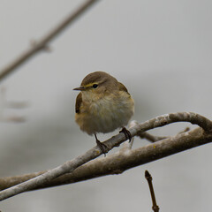 Phylloscopus collybita. Common chiffchaff