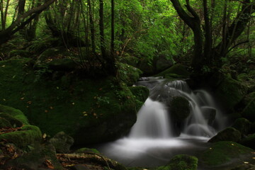 Moss / 이끼