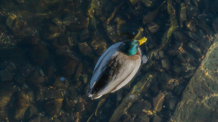 Top view of mallard duck bird swim on clear cold water natural background. A drake wintering in the city. Animal theme.