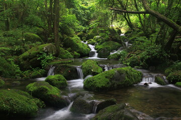 Moss / 이끼