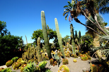 Fototapeta premium Cactus garden,tastefully installed cacti in the botanical garden.