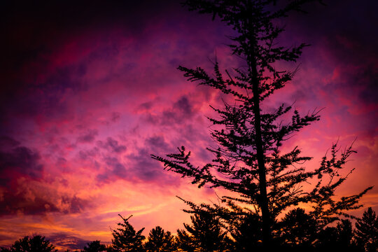 silhouette of a tree in sunset