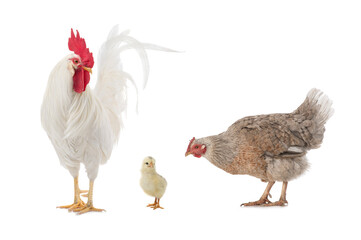 Hen and rooster and little chick isolated on white background