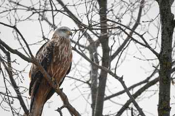 red tailed hawk