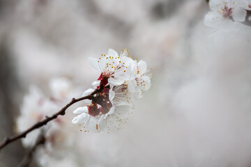 Nice white apricot spring flowers branch macro photography nature awakening