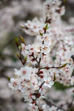 Nice white apricot spring flowers branch macro photography nature awakening