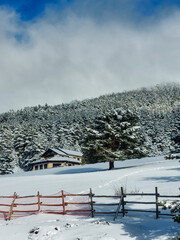 snow covered trees in the mountains of guadarrama national park, in Madrid