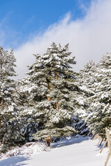 snow covered trees in the mountains of guadarrama national park, in Madrid