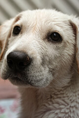 white labrador dog portrait