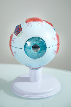 modello in plastica di occhio umano con in evidenza tutte le parti interiori 
