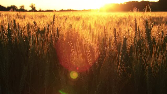 4K clip of wheat or barley field blowing in the wind at sunset or sunrise
