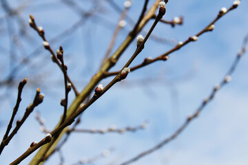 willow branch that blooms