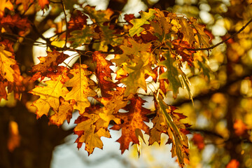 Autumn oak leaves close-up on the tree backlighted