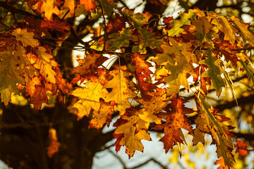 Autumn oak leaves close-up on the tree backlighted