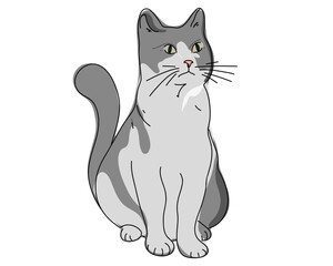 Funny cartoon cute gray cat or kitten, beautiful isolated on white background. 
Hand drawn, doodle. Vector illustration
