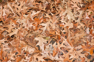 top view of fall, dried, oak leaves, on the ground of a South Carolina year, on a cool, autumn afternoon