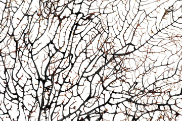 Closeup view of beautiful exotic branching coral on white background