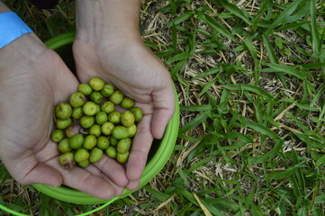 Mãos com olivas verdes colhidas