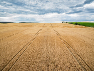 Rural landscape of ripe grain field, aerial perspective