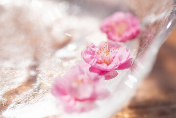 水に浮かぶ梅の花