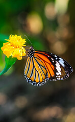 Plain Tiger is sitting on the flower. Danaus genutia, also known as the plain tiger, African queen, or African Monarch. Common Tiger butterfly (Danaus genutia butterfly) collecting nectar on a flower.
