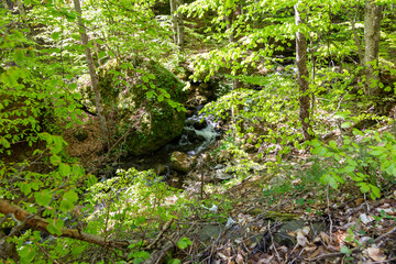 Fototapeta premium Path through the forrest near Fotinovo village in Bulgaria