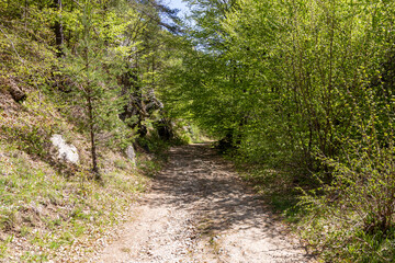 Path through the forrest near Fotinovo village in Bulgaria