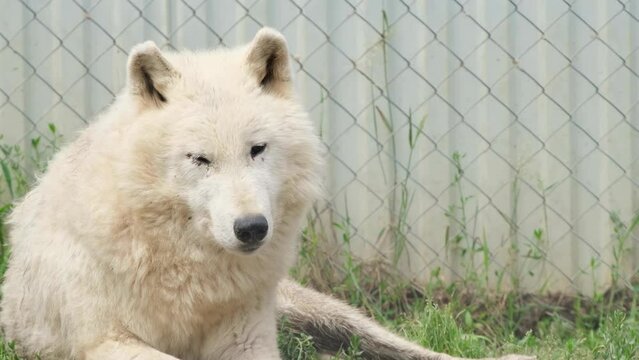An upset white wolf is sitting in the enclosure