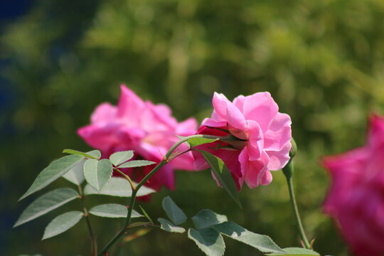 It is a pink color rose flower in the garden.This rose flower is cultivated in the garden and it is a romantice flower.
