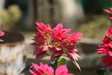 It is a red flower in the garden.This flower is used for nice decoration at balcony, rooftop and various festival.