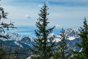 Scenic view of snow capped mountain peaks of Karawanks near Sinacher Gupf in Carinthia, Austria. Mount Wertatscha and Hochstuhl (Stol) is visible through dense forest in early spring. Sunny Rosental