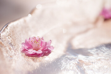 水に浮かぶ梅の花