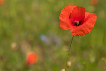 coquelicot 