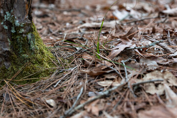 Close Up Tree With Lichen 